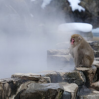 Buy canvas prints of Snow monkey sitting on a rock by Lensw0rld 