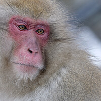Buy canvas prints of Snow monkey in Nagano prefecture, Japan by Lensw0rld 