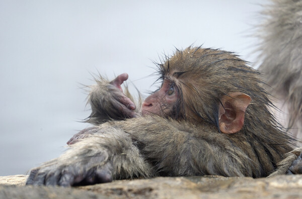 Baby snow monkey in a hot spring Picture Board by Lensw0rld 