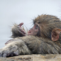 Buy canvas prints of Baby snow monkey in a hot spring by Lensw0rld 