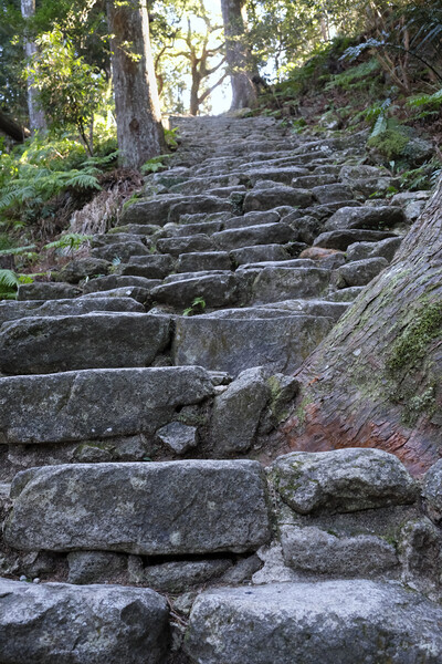 Steep stairs leading through a forest  Picture Board by Lensw0rld 