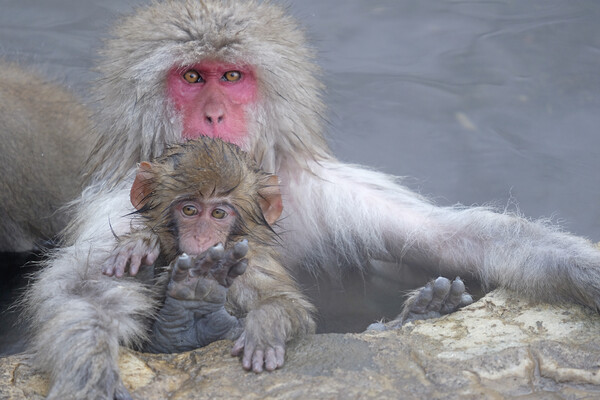 Snow monkey parent and child Picture Board by Lensw0rld 