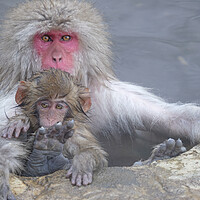 Buy canvas prints of Snow monkey parent and child by Lensw0rld 