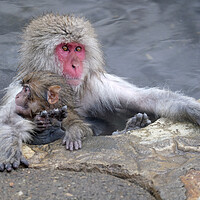 Buy canvas prints of Snow monkey parent and child by Lensw0rld 