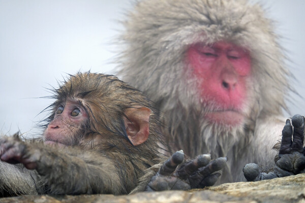 Snow monkey parent and child Picture Board by Lensw0rld 