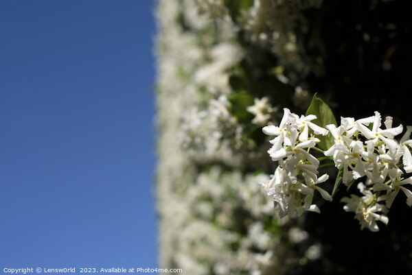 White flowers against a blue sky Picture Board by Lensw0rld 