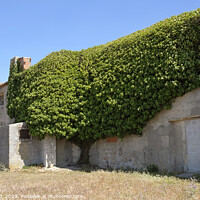 Buy canvas prints of Tree house - Ivy plant growing around an abandoned building by Lensw0rld 