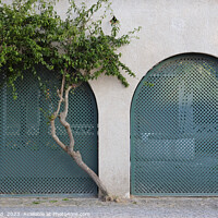 Buy canvas prints of Two trees growing around an arch by Lensw0rld 