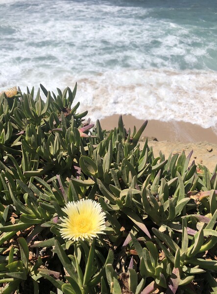 Yellow succulent flower with waves in the background Picture Board by Lensw0rld 