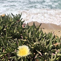 Buy canvas prints of Yellow succulent flower with waves in the background by Lensw0rld 