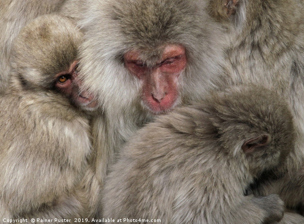 Japanese snow monkey family cuddling up Picture Board by Lensw0rld 