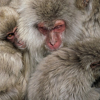 Buy canvas prints of Japanese snow monkey family cuddling up by Lensw0rld 