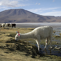 Buy canvas prints of Alpaca grazing in Uyuni, Bolivia by Lensw0rld 