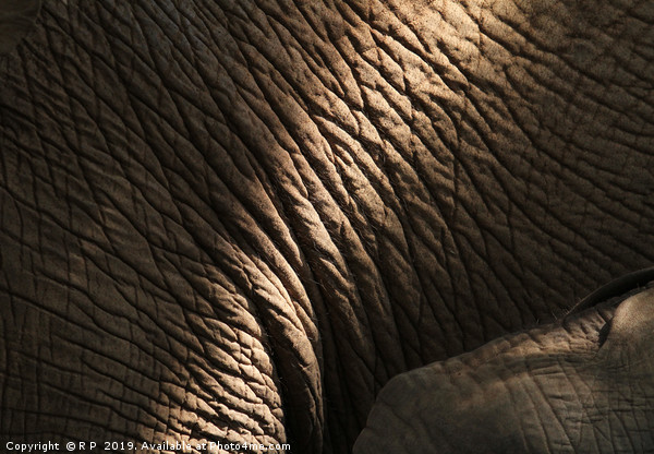 Getting close to an elephant - detail of elephant  Picture Board by Lensw0rld 