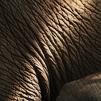 Buy canvas prints of Getting close to an elephant - detail of elephant  by Lensw0rld 