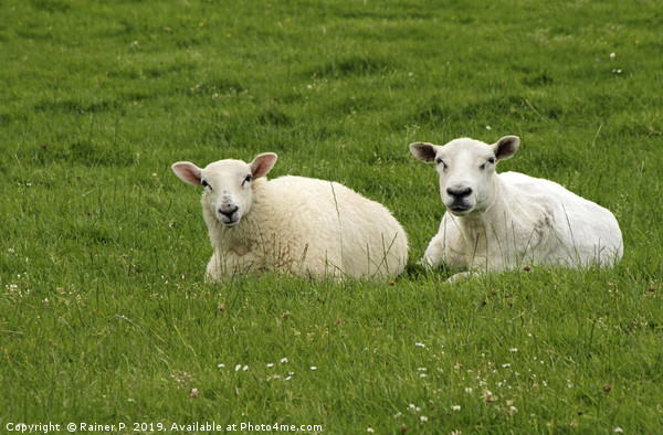 Two sheep near Dingle, Ireland Picture Board by Lensw0rld 
