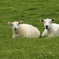 Buy canvas prints of Two sheep near Dingle, Ireland by Lensw0rld 