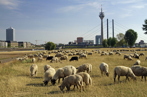 Grazing sheep in Düsseldorf, Germany Picture Board by Lensw0rld 