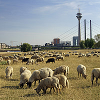 Buy canvas prints of Grazing sheep in Düsseldorf, Germany by Lensw0rld 