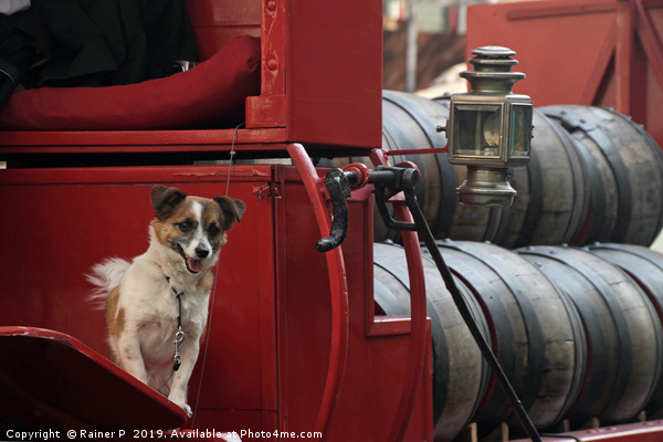 Happy dog in traditional beer truck Picture Board by Lensw0rld 