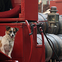 Buy canvas prints of Happy dog in traditional beer truck by Lensw0rld 