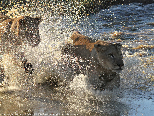 Young lions running through a pond Picture Board by Lensw0rld 