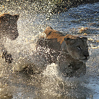 Buy canvas prints of Young lions running through a pond by Lensw0rld 