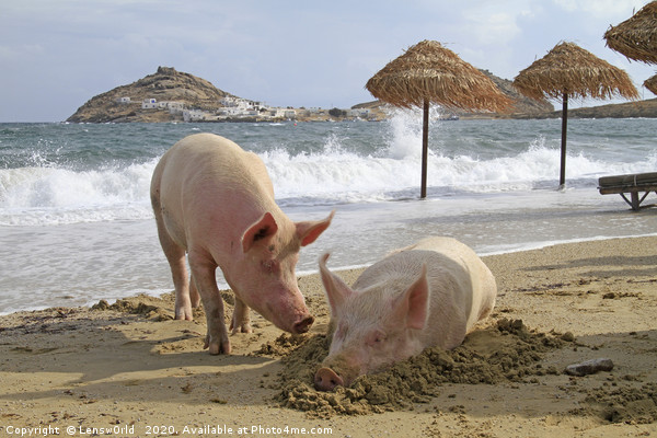 Pigs relaxing at the beach in Mykonos, Greece Picture Board by Lensw0rld 