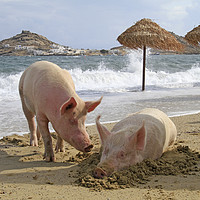 Buy canvas prints of Pigs relaxing at the beach in Mykonos, Greece by Lensw0rld 