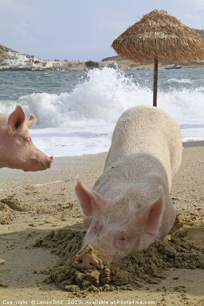 Pigs relaxing at the beach in Mykonos, Greece Picture Board by Lensw0rld 