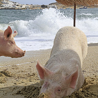 Buy canvas prints of Pigs relaxing at the beach in Mykonos, Greece by Lensw0rld 