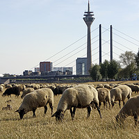 Buy canvas prints of Grazing sheep in Düsseldorf, Germany by Lensw0rld 