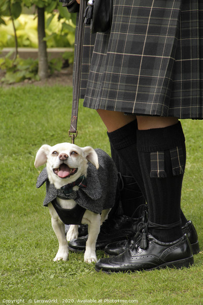 Smiling dog at a wedding in Scotland Picture Board by Lensw0rld 