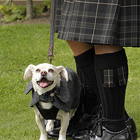 Buy canvas prints of Smiling dog at a wedding in Scotland by Lensw0rld 