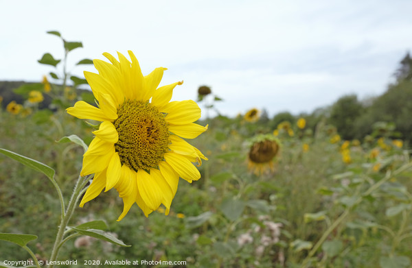 Sunflower field in Germany Picture Board by Lensw0rld 