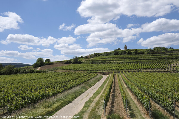 Beautiful vineyards near Wachenheim, Germany Picture Board by Lensw0rld 