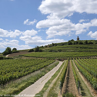 Buy canvas prints of Beautiful vineyards near Wachenheim, Germany by Lensw0rld 