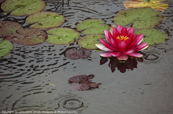 Lotus flower in a pond during rain Picture Board by Lensw0rld 