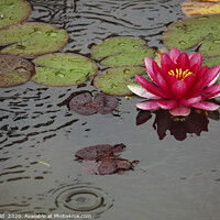 Buy canvas prints of Lotus flower in a pond during rain by Lensw0rld 
