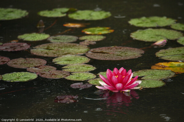 Lotus flower in a pond during rain Picture Board by Lensw0rld 