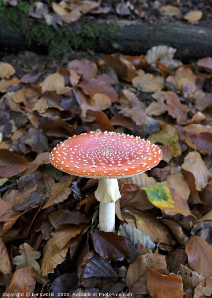 Fly agaric growing from the forest floor Picture Board by Lensw0rld 