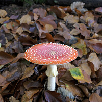 Buy canvas prints of Fly agaric growing from the forest floor by Lensw0rld 