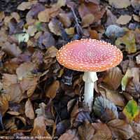 Buy canvas prints of Fly agaric growing from the forest floor by Lensw0rld 