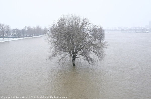Lone tree during the flooding of the river Rhine i Picture Board by Lensw0rld 