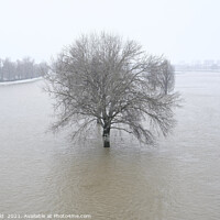 Buy canvas prints of Lone tree during the flooding of the river Rhine i by Lensw0rld 