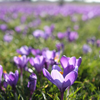 Buy canvas prints of Spring is coming: Crocus in full bloom by Lensw0rld 