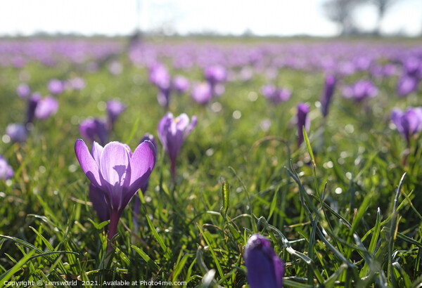 Spring is coming: Crocus in full bloom Picture Board by Lensw0rld 