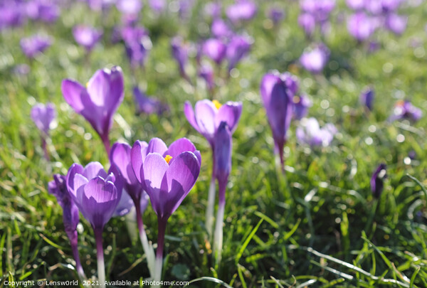 Spring is coming: Crocus in full bloom Picture Board by Lensw0rld 