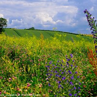 Buy canvas prints of Wildflower Meadow by Jules Taylor