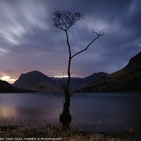 Buy canvas prints of The Lone Tree, Buttermere by Jules Taylor